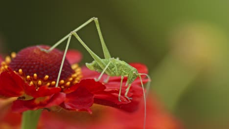 a green field grasshopper resting on a red flower