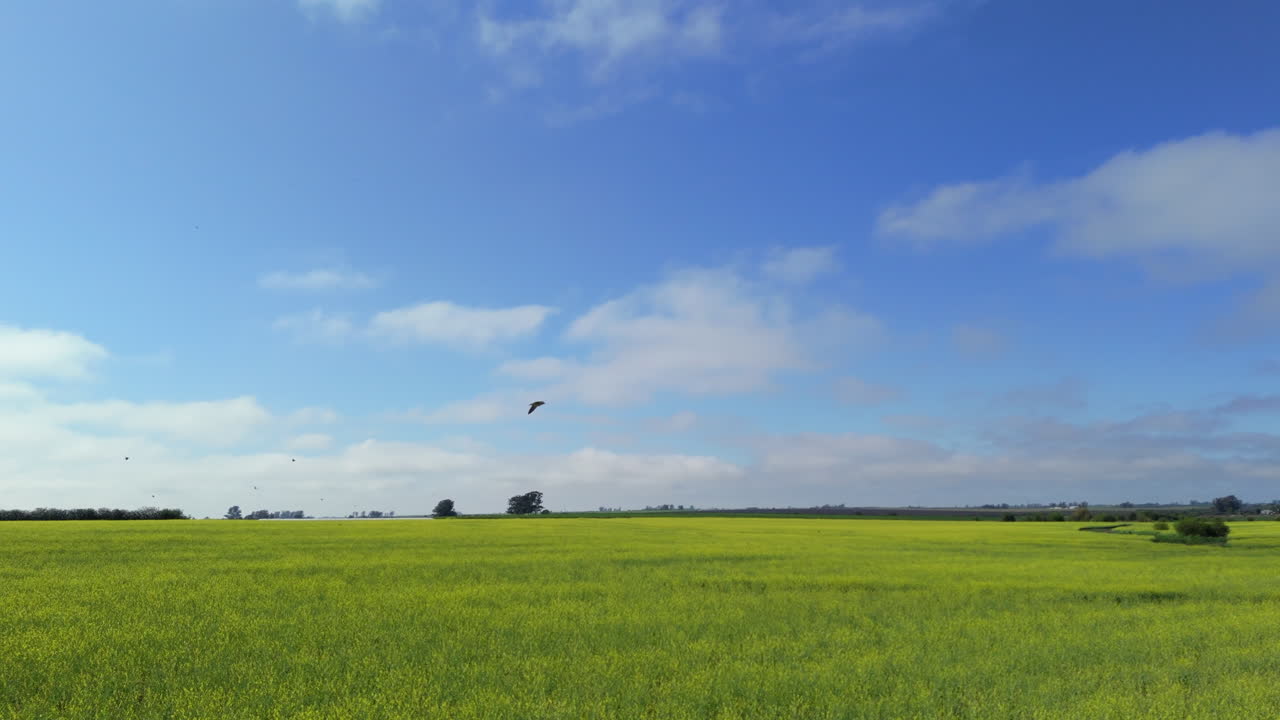 Aerial zoom in drone flying over a light green field with grass, blue sky with some clouds and birds passing by. Beautiful green field with birds and plantations.