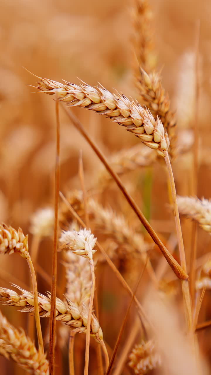 View of ripening wheat field. Close up of yellow wheat plants in field. Vertical video