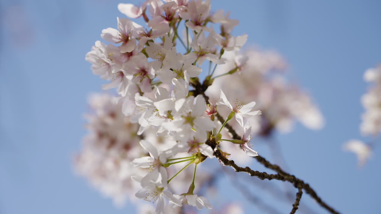 Close-up slow-motion shot of a cherry branch swaying in the wind whilst in full bloom