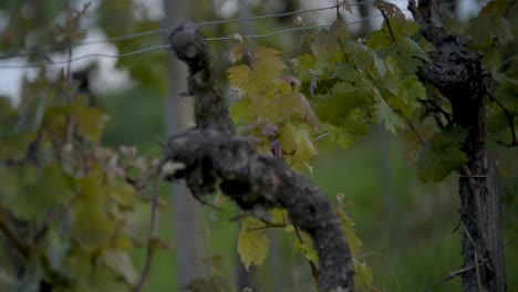 enfoque poco profundo en las filas de viñedos al anochecer, destacando el entorno rural sereno