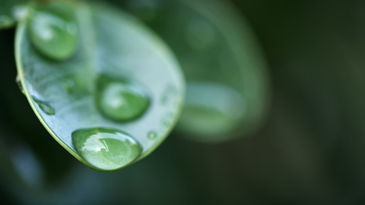 gotas de agua macro disparadas cayendo sobre hojas verdes frescas en el fondo de la naturaleza. concepto de ahorro de medio ambiente, planeta limpio, ecología, día mundial de la tierra.