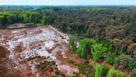 german forest and farmland. aerial view of a forest patch adjacent to cleared land in germany, showcasing natural features and terrain diversity