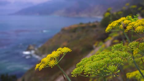 蜜蜂降落在聖母花上 沿著加州一號高速公路生長