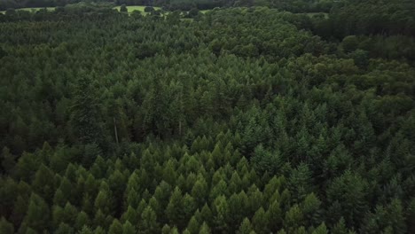 Vogelperspektive-Auf-Den-Wald-In-Slough,-Großbritannien-|-Toll