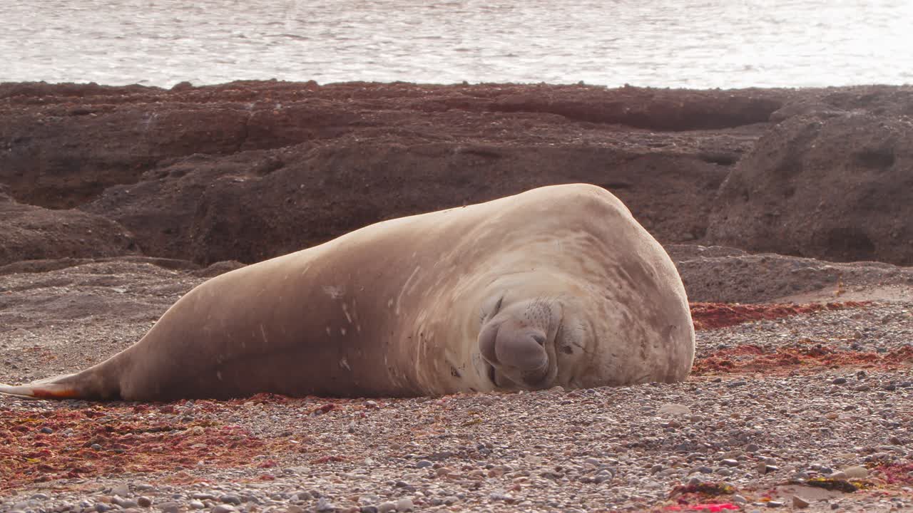 Una pigra foca elefante maschio adulta riposa sulla spiaggia sabbiosa con il mare sullo sfondo.