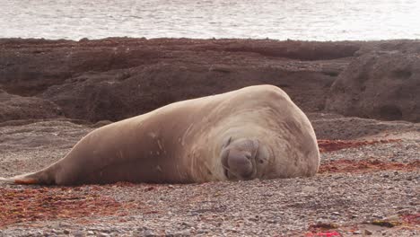 Lazy-adult-male-Elephant-Seal-rests-on-the-sandy-beach-with-the-background-of-the-sea