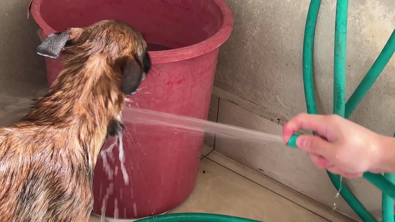 pastor belga teniendo una buena ducha por su dueño, rociando agua por todo su cuerpo para lavar todas las burbujas, perro joven sacudiendo el agua por todos lados