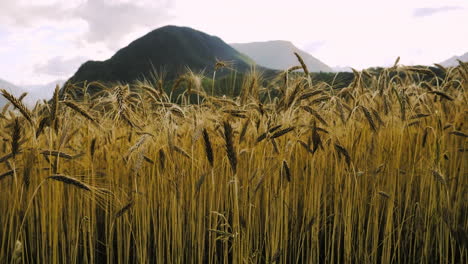 Gereifte-Reife-Gerste-Auf-Dem-Feld,-Nahaufnahme-Mit-Berg-Im-Hintergrund