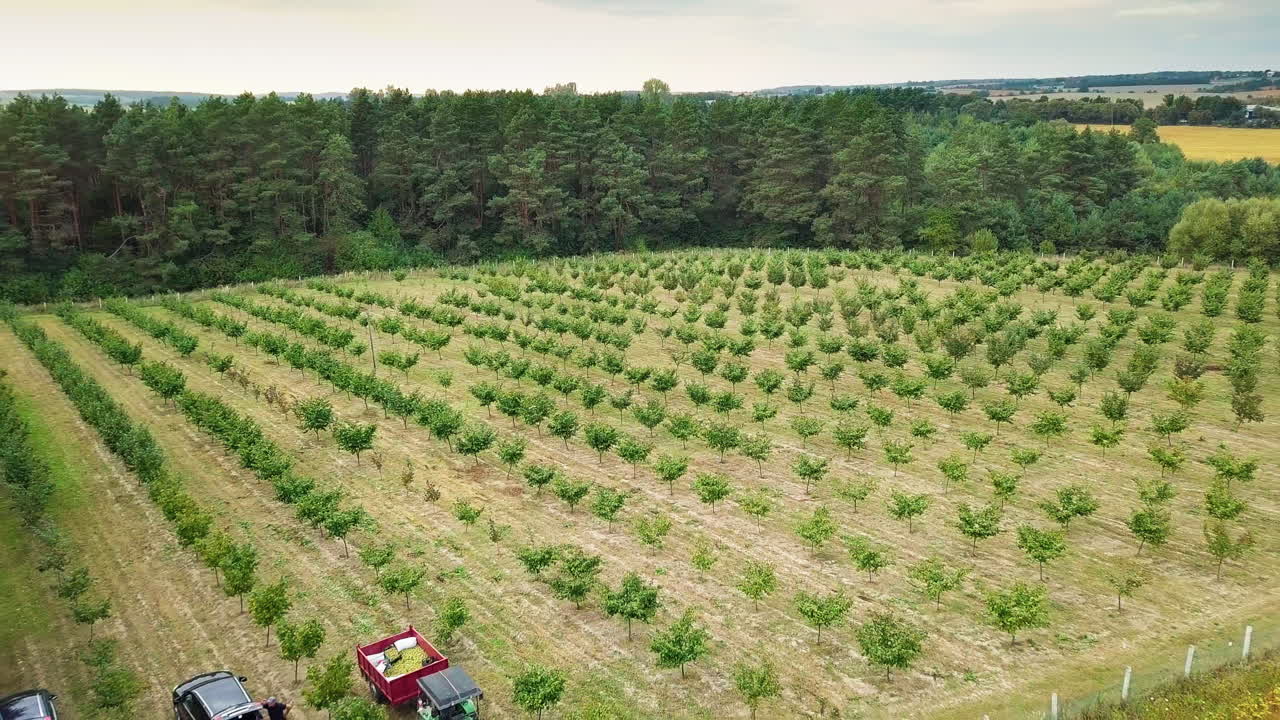 Hazelnut trees rows agriculture cultivation field growing raw ripe hazel nuts harvest autumn time