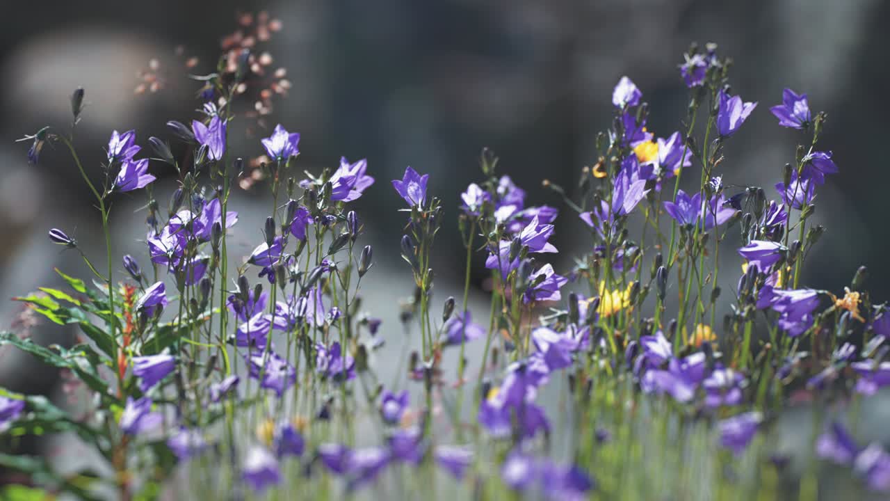 una toma de primer plano de las flores de campana de campana azul balanceándose en el viento en el fondo borroso mientras las abejas recogen néctar y se agrupan sobre las flores