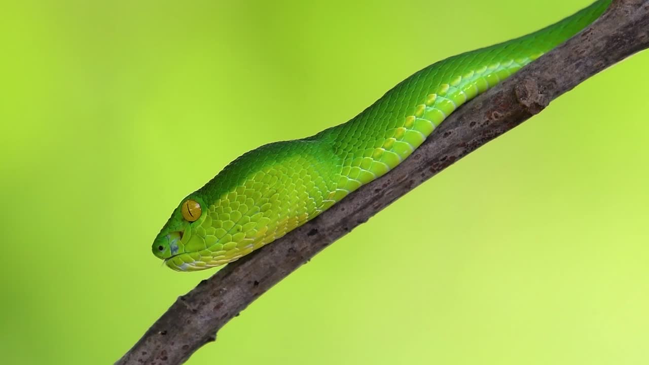 белощекая питвипер - ядовитая питвипер, эндемик юго-восточной азии, часто встречается ночью, поджидая на ветке или сучьях дерева вблизи водоема с большим количеством пищи.