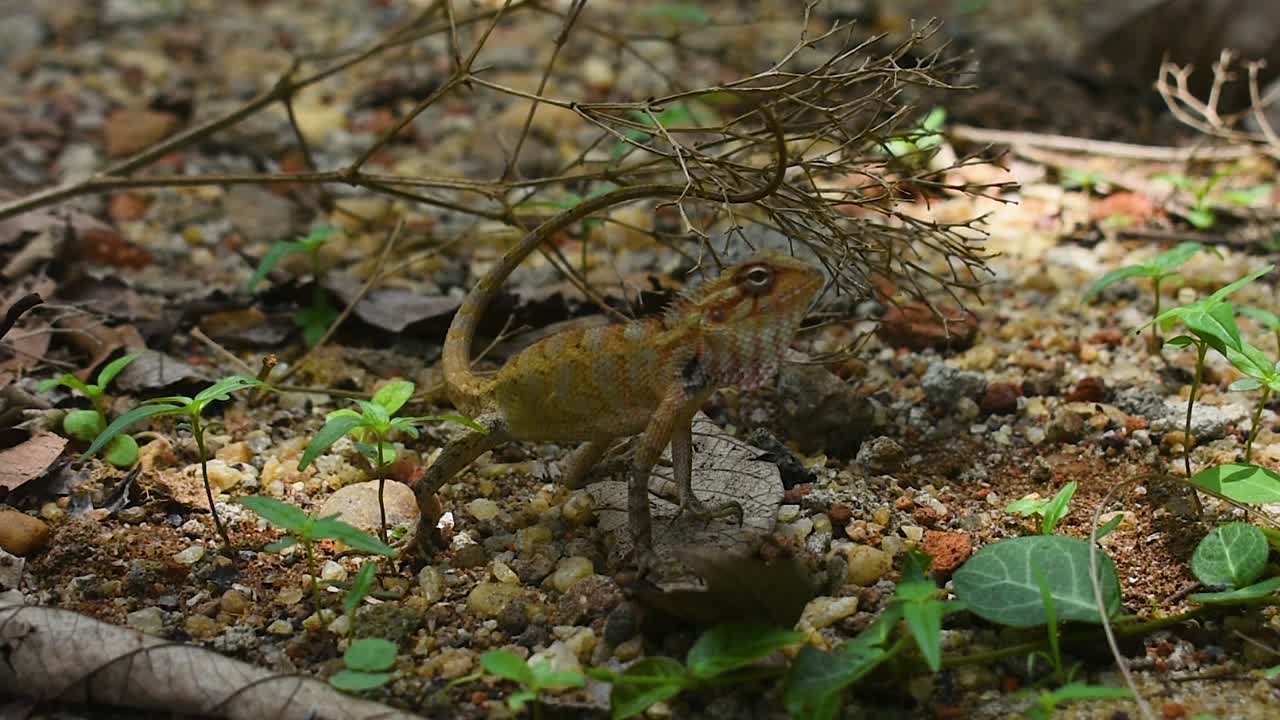 Female oriental garden lizard lift her head at a garden