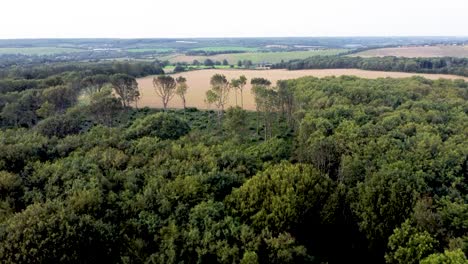 aerial over top of denge woodland trees in canterbury