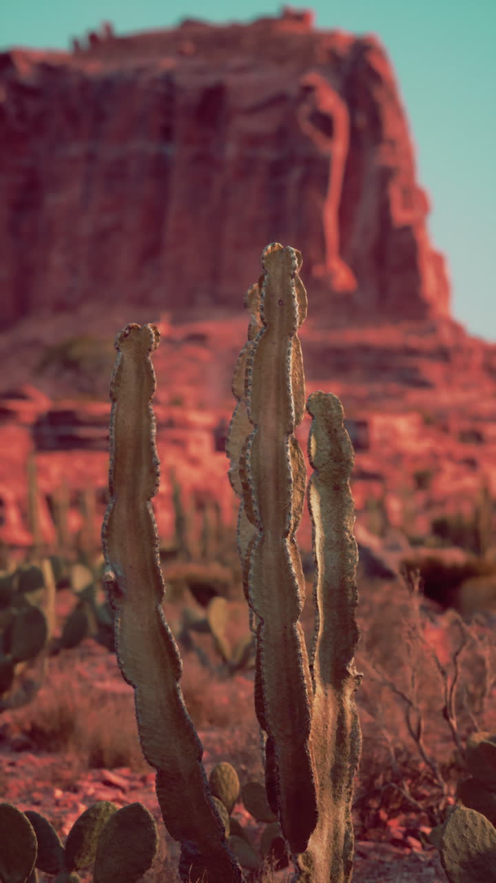 un cactus alto en el desierto
