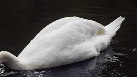 Head-Of-A-Mute-Swan-Emerging-From-Lake-Water-At-The-Boscawen-Park-In-Truro,-Cornwall-During-Autumn