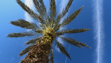 palm tree with detailed trunk against a vibrant blue sky