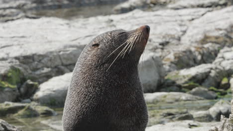 Primer-Plano-De-Lobo-Marino-Kekeno-En-La-Península-De-Kaikoura,-Región-De-Canterbury,-Nueva-Zelanda