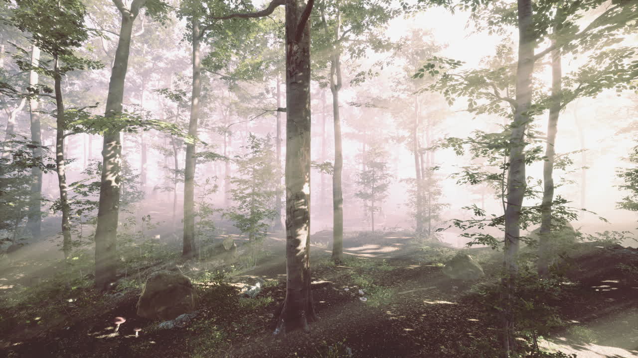 Sunlight filters through trees in tranquil forest at dawn