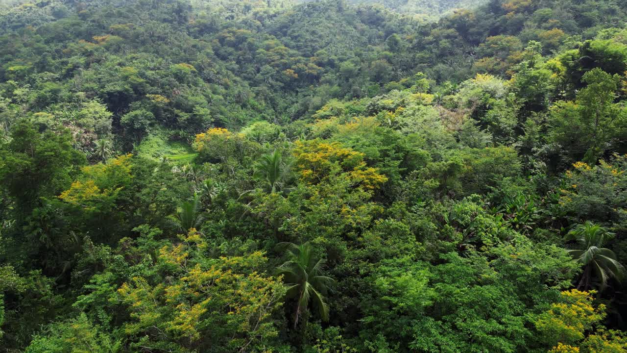 Splendide vue aérienne d'une forêt tropicale dense et de collines pittoresques à Catanduanes, Philippines