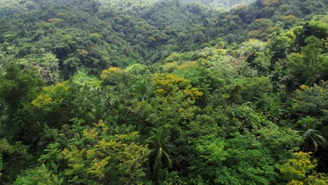 magnífica vista aérea de la densa selva tropical y las pintorescas colinas en catanduanes, filipinas