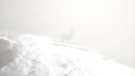 Orgulloso-Macho-De-Ciervo-Noble-En-El-Bosque-De-Nieve-De-Invierno