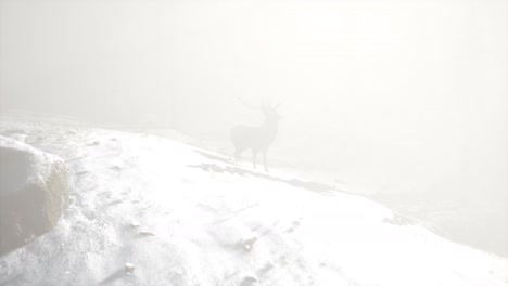 orgulloso macho de ciervo noble en el bosque de nieve de invierno