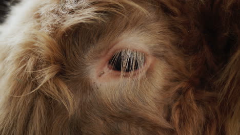 close-up of the eye of a young bull on a farm. looks like a fluffy eye mat