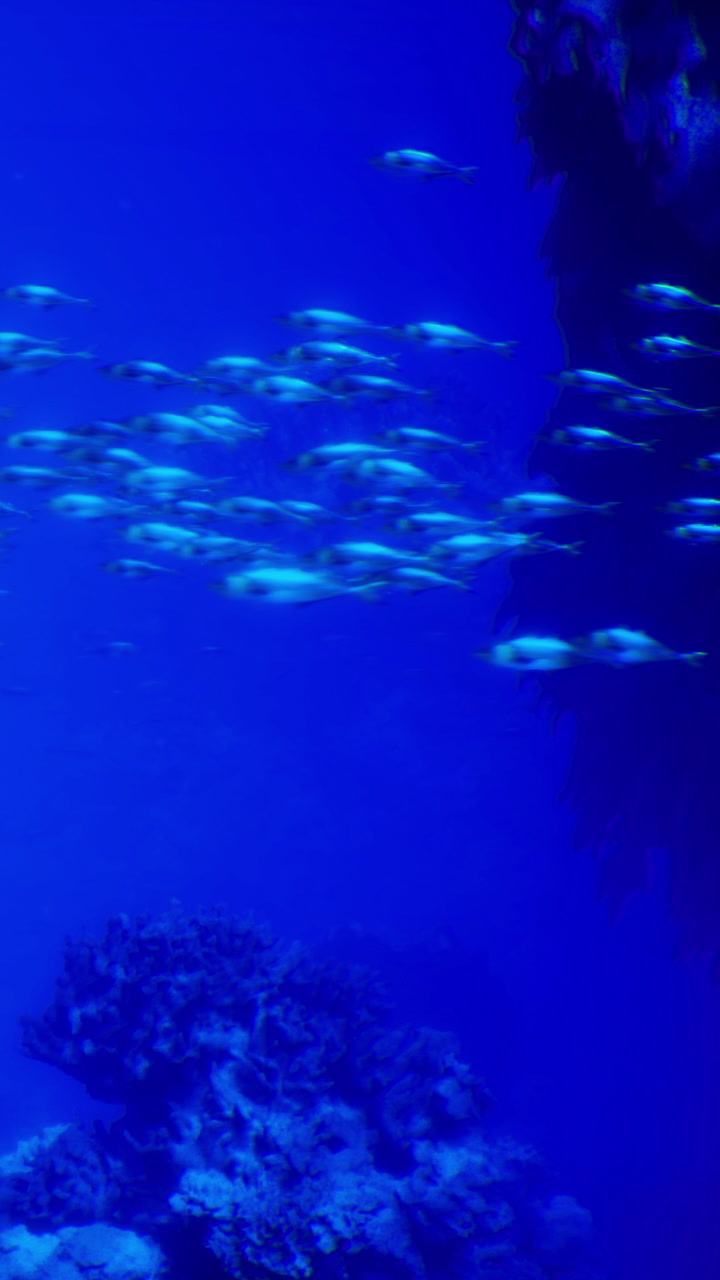 In a deep blue sea tranquil waters cradle colorful coral and curious fish