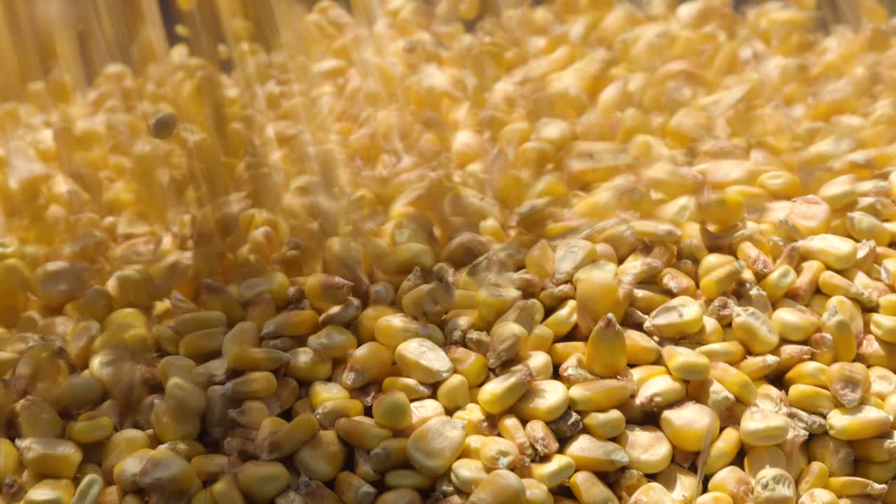 Primo piano di chicchi di mais gialli che cadono attivamente in una pila crescente, acquisiti con sfocatura di movimento visibile. Il movimento dinamico mette in evidenza il trasferimento o la lavorazione dei cereali in ambito agricolo o industriale