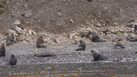 Lobos-Marinos-Antárticos-Descansando-Y-Relajándose-En-La-Costa-De-La-Isla-De-Georgia-Del-Sur,-Leith-Harbor