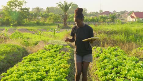 precision farming agritech female black woman farmer controlling the crop of land plantation in africa using a modern tablet connected to 5g internet