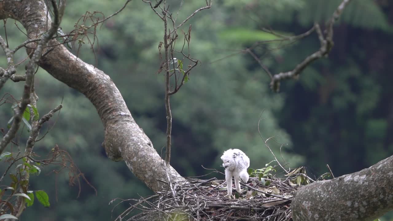 un pequeño águila javan con plumas blancas está solo en su nido en la naturaleza