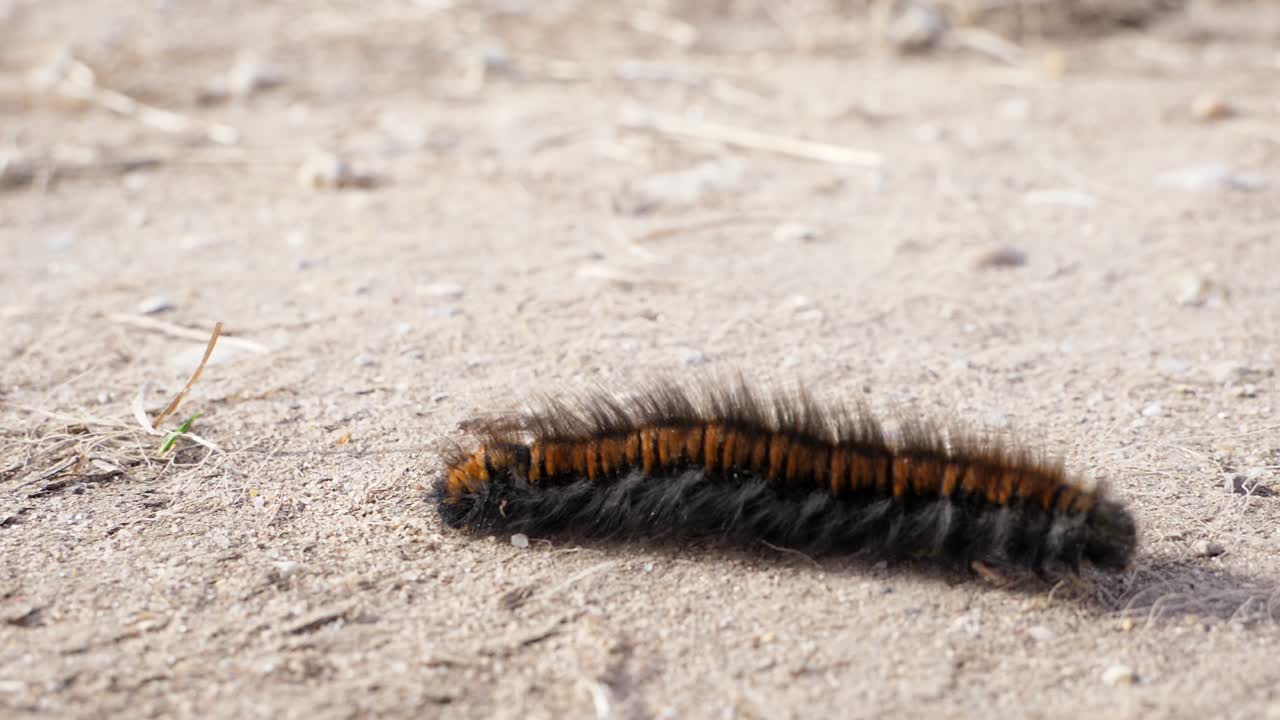 마른 흙에서 왼쪽에서 오른쪽으로 움직이는 여우나방 애벌레의 클로즈업 샷