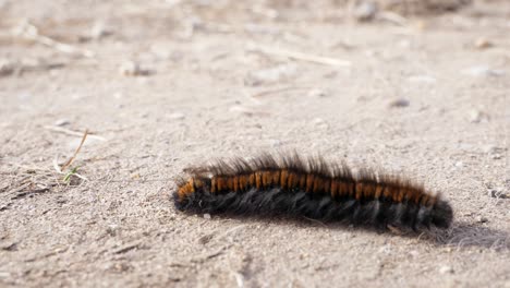 primer plano de una oruga de la polilla del zorro moviéndose de izquierda a derecha sobre tierra seca
