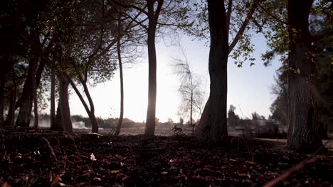 sunrise in the forest - time lapse - pan right - a long shot