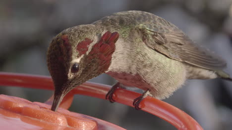 hummingbird feeding super close up in the sun