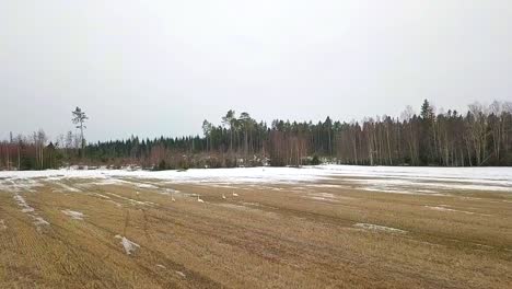 Frühlingsrückkehr,-Gruppe-Von-Schwänen,-Cygnus-Olor-Und-Ein-Reh-Auf-Offenem-Wildtierfeld,-Zeitlupe-Aus-Der-Luft