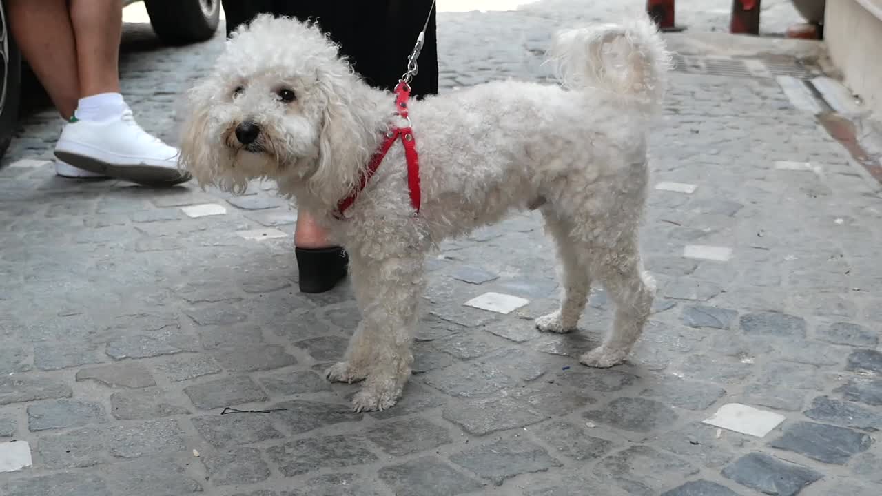 White Poodle on Cobblestone Street