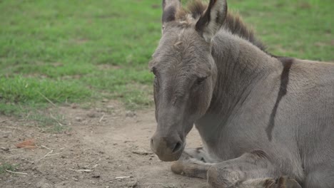 a grey donkey lays down on a dirt patch on a farm