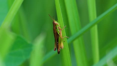 Close-up-of-a-rice-grasshopper-on-a-blade-of-grass-in-a-meadow,-Oxya-chinensis