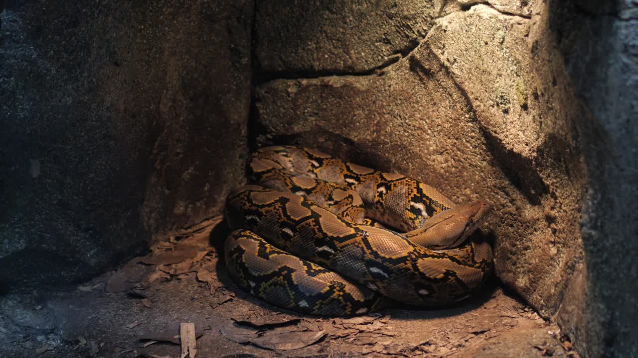 Background of snakeskin the snake is crawling high quality fullhd footage