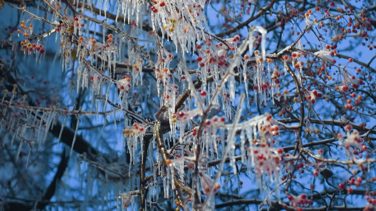 눈이 얼어붙은 은 열매는 반이는 얼음으로 여 있으며, 활기찬 파란 하늘과 흐릿한 배경과 함께 가지에서 부드럽게 매달려 있습니다.