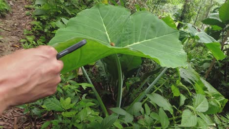 Una-Mujer-Hispana-Tiene-Un-Goteo-De-Agua-De-Rocío-De-Una-Hoja-De-Planta-De-Oreja-De-Elefante-Gigante