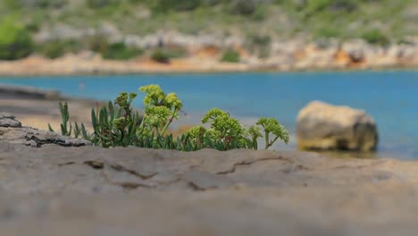 Blue-water-sea-view,-plant-growing-on-rocky-beach,-Mediterranean,-Adriatic-sea