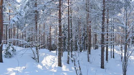 beautiful winter forest scenery with everything covered in snow