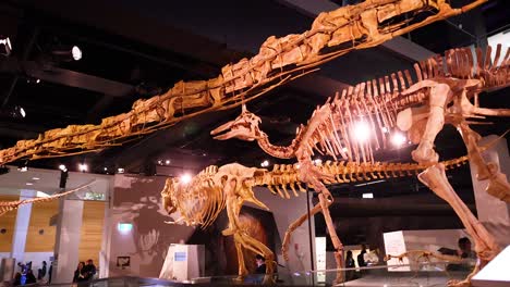 dinosaur skeleton display at melbourne museum