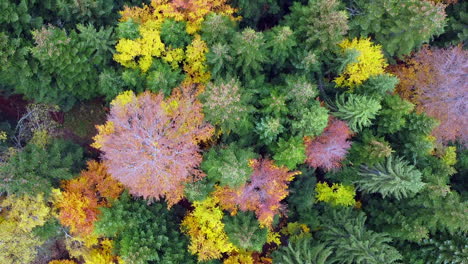 Aerial-view-of-mountains-and-colorful-trees