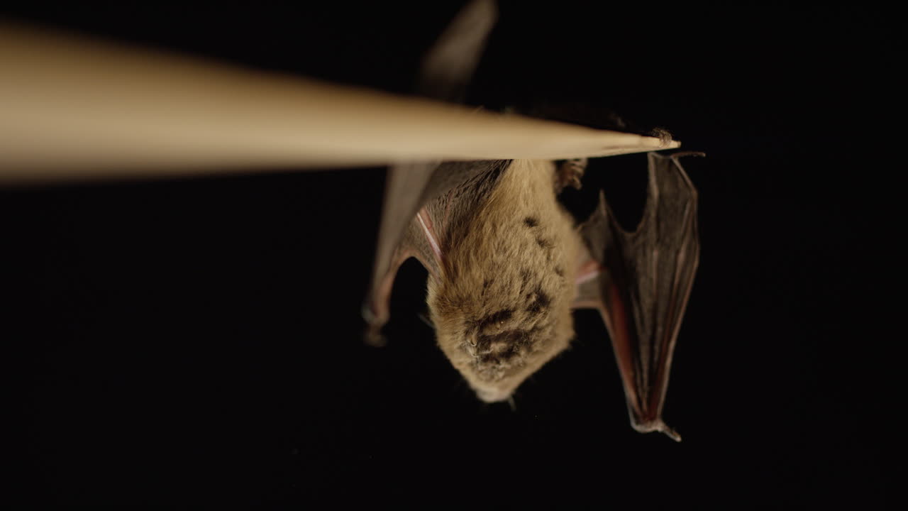 коричневая летучая мышь, изолированная на черном фоне