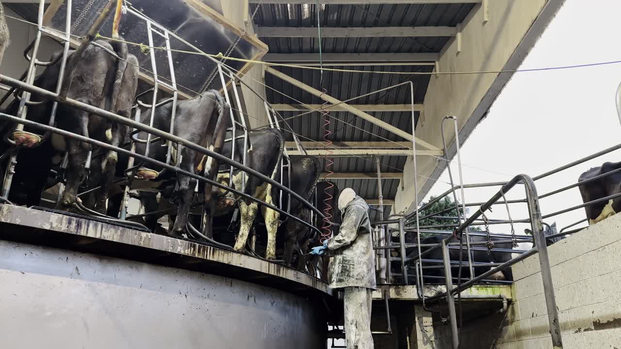 View from under, cows being milked by mechanical machines, while a worker adjusts the equipment.